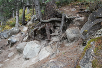 Tree Roots Digging Into Rocks, Jasper National Park, Alberta