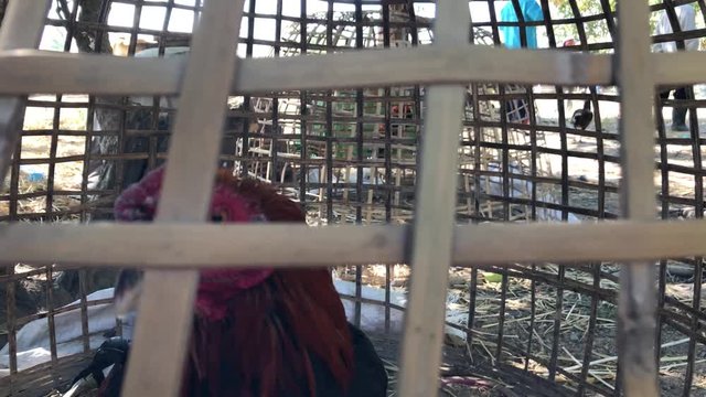 Gamecube in bamboo cages with  nature background  