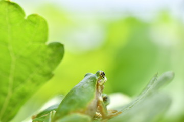 葉の上のアマガエル 2