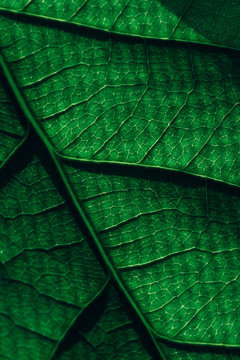 Avocado Leaf Macro Texture