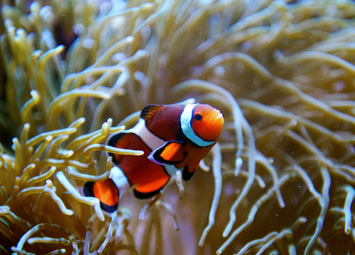 colorful clown fish in the coral reef