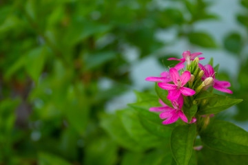 Pink flowers on green leaves in background.