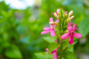 Pink flowers on green leaves in background.