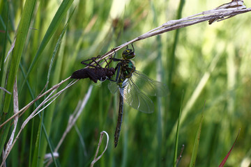 Transformation into a dragonfly./On dry escape of a grass there are a black larva and a dragonfly who left this larva.