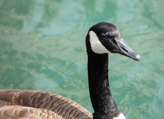 canadian goose gets a close up