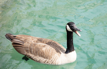 mother goose calls to her young