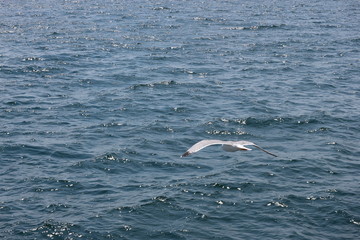Seagull over the Mediterranean sea