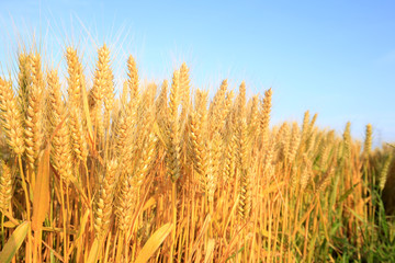 wheat mature
