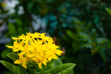 Yellow flowers or Ixora chinensis Lam on a green background.