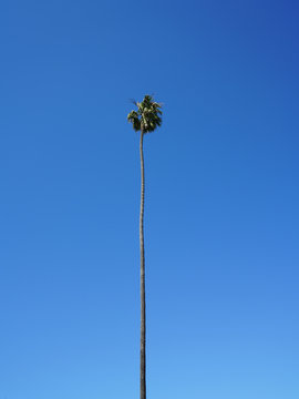 Palm Tree