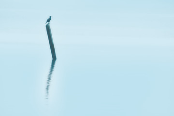 Cormorant  Reflection