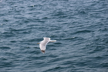 Seagull over the Mediterranean sea