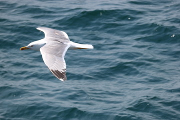 Fototapeta na wymiar Seagull over the Mediterranean sea