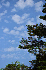 初夏の青空と針葉樹