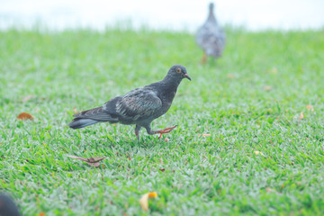 pigeons are walking on the lawn.