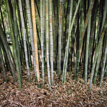 Bamboo