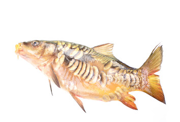 Fish carp