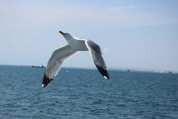 Fototapeta na wymiar Seagull over the Mediterranean sea closeup