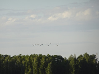 A flock of swans flies over the lake