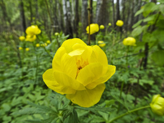 Fototapeta premium forest summer yellow flowers (Trollius europaeus)