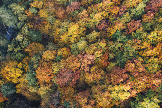 Autumn colors from above