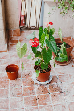 Replanting a plant to a pot bigger