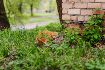 red scared cat walks outdoor