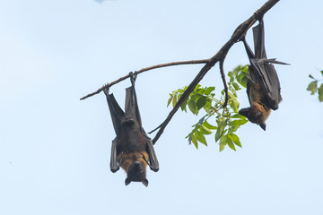 Bats are hanging upside down from a tree.