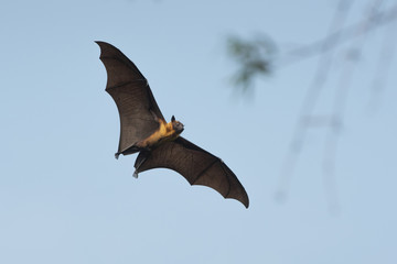 Bat flying on blue sky