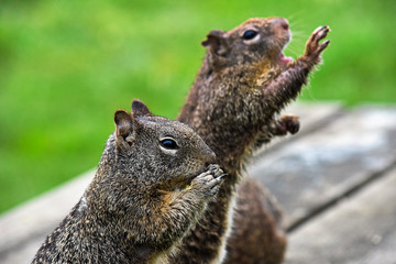Town Park Squirrels Begging for Food