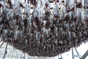 Dried processed fishes hanging on wooden structure for food preservative in Lofoten,Norway / Food...
