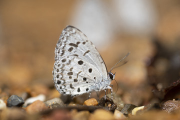 Closeup the common hedge blue butterfly