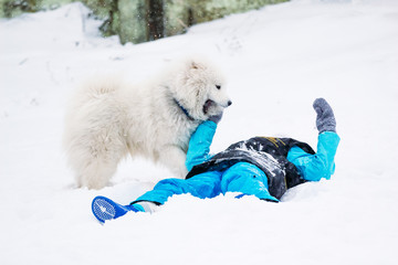 Dog samoyed and girl playing in the snow