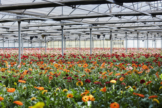 Gerbera Daisies Growing In Greenhouse