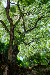 Obraz premium Tree