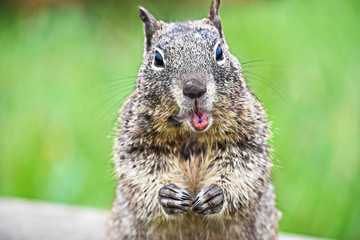 Naklejka na ściany i meble Hungry Squirrel in City Park