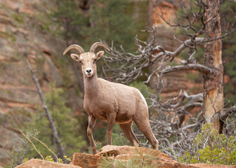 Naklejka na ściany i meble Desert big horned sheep in canyon country of Zion National park with red rock sandstone cliffs and ponderosa pine in the background.