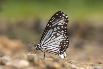 The Common Glassy Tiger Butterfly