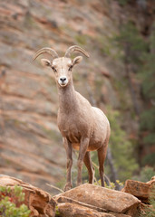 Naklejka na ściany i meble Desert big horned sheep standing on an outcrop and looking towards the camera in canyon country of Zion National park with red rock sandstone cliffs in the background.