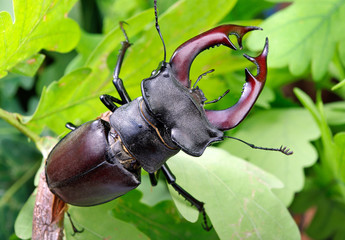 Stag beetle in an oak forest. Close up.