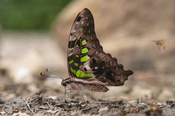 Beautiful The Tailed Jay Butterfly