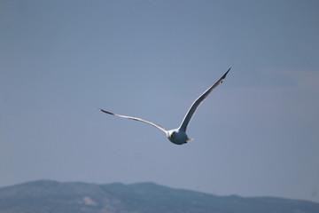 Seagull over the Mediterranean sea