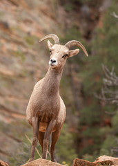 Desert big horned sheep standing on an outcrop looking upwards in canyon country of Zion National park with red rock sandstone cliffs in the background.