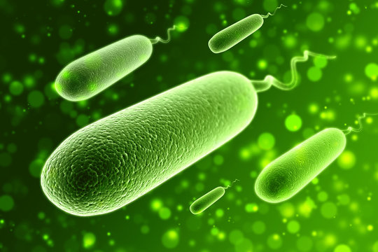 3D illustration of bacteria Escherichia coli, Salmonella