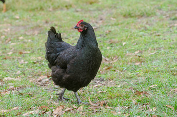 Barn Yard Rooster