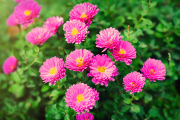 Obraz premium Pink chrysanthemums in garden