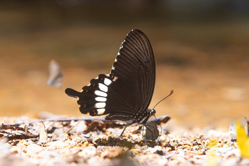 The Common Mormon Butterfly