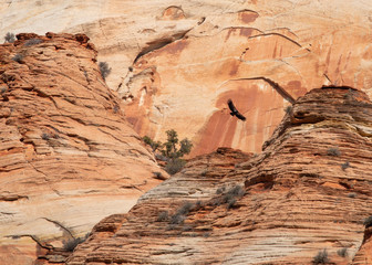California condor circling above the red sandstone cliffs of Zion National park Utah