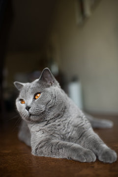 British Shorthair Cat