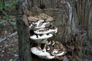 Naklejka premium трутовик на пне